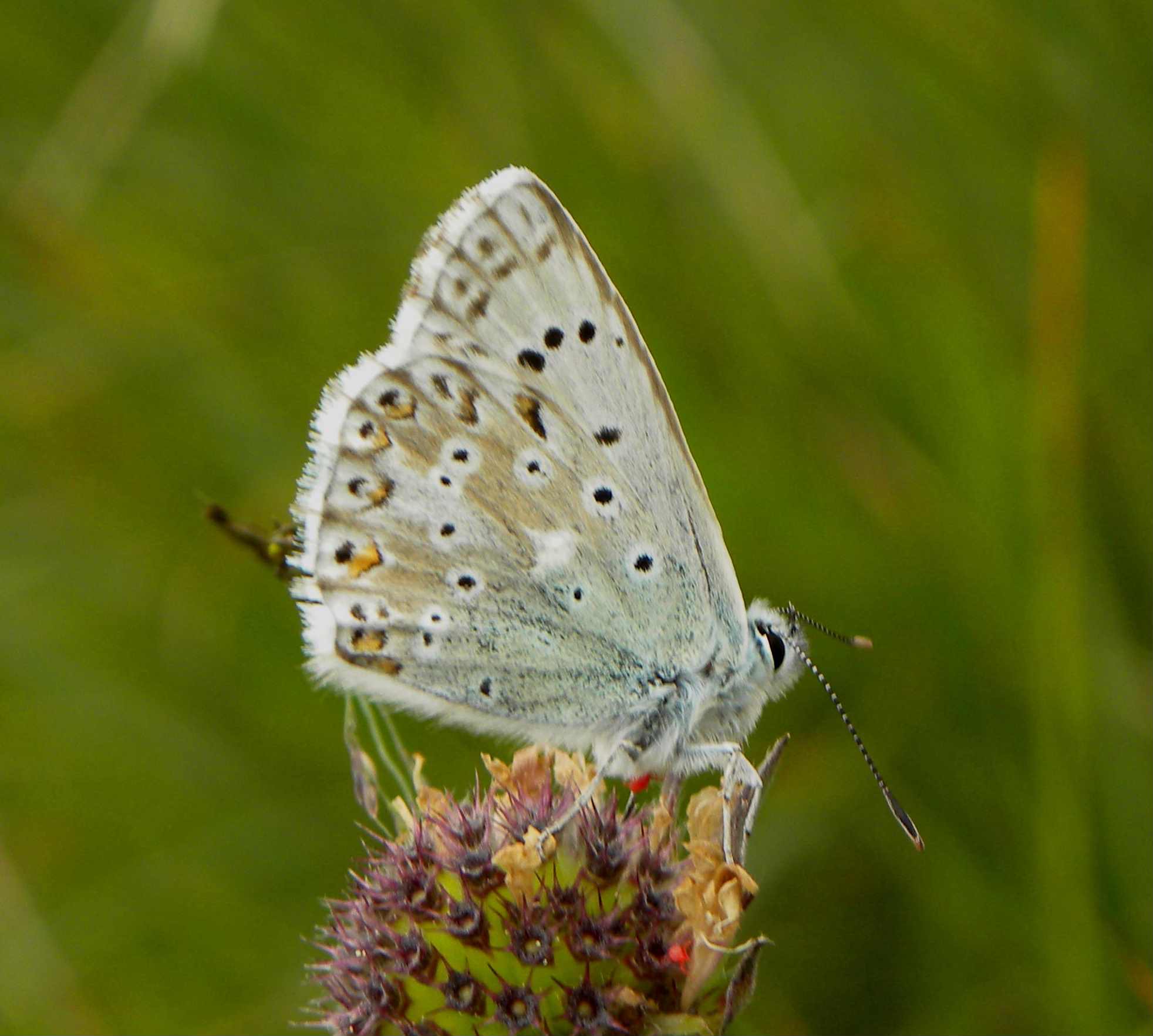 farfalla da identificare